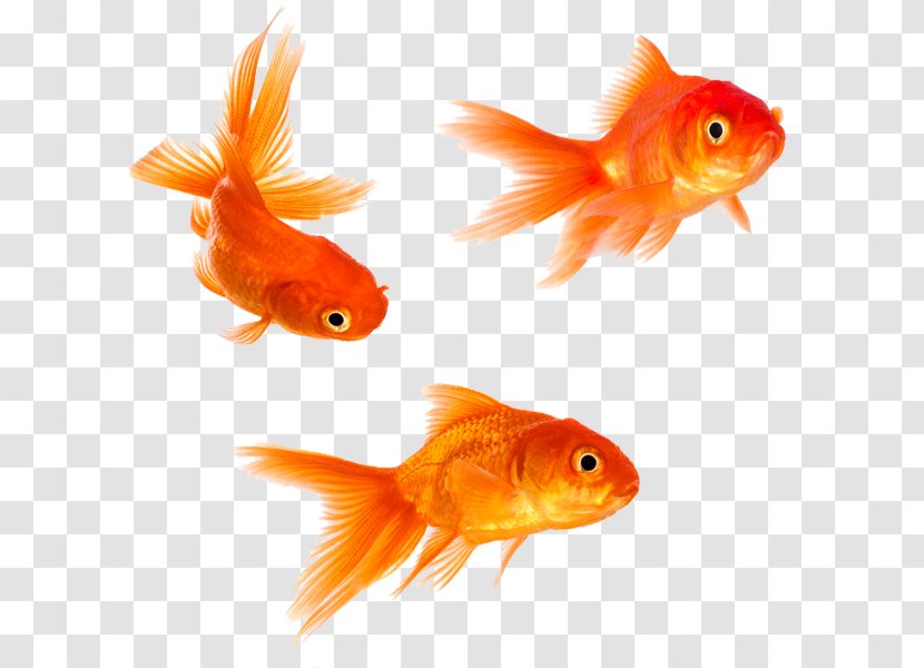 Goldfish Stock Photography Royalty-free - Footage Transparent PNG