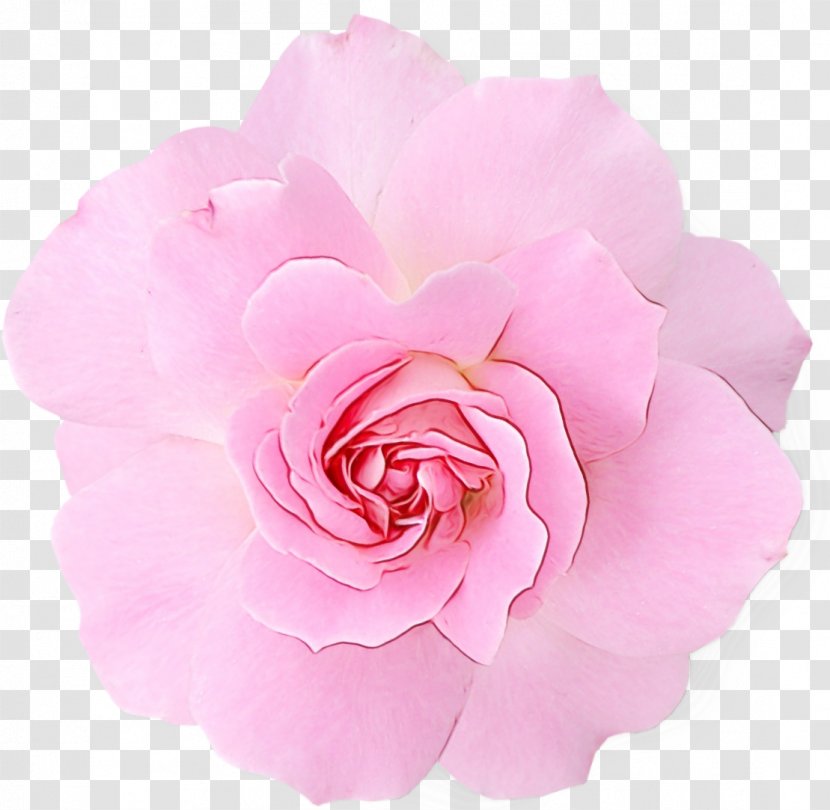 Rose Clip Art Pink Flowers - Flower - Cut Transparent PNG
