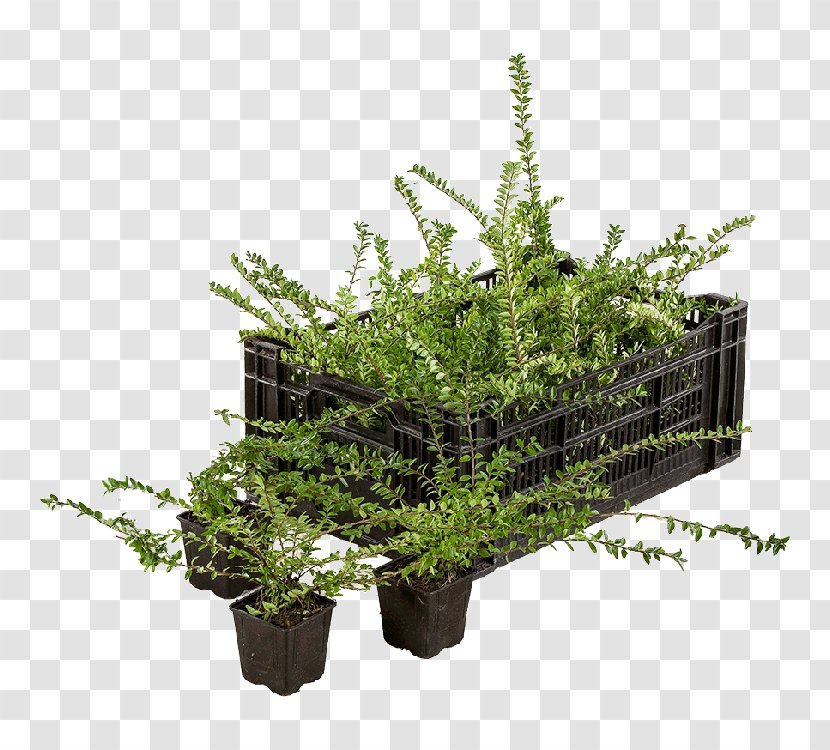 Lonicera Nitida Flowerpot Tree Garden Plants - Grass Transparent PNG
