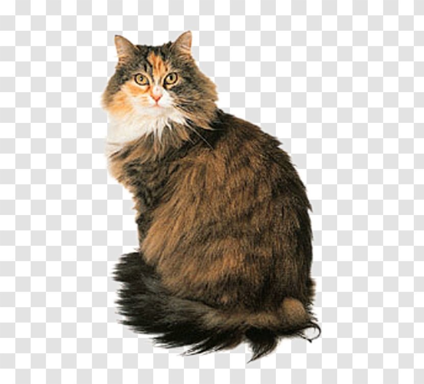 Maine Coon Persian Cat Turkish Angora Siamese Norwegian Forest - Cute Transparent PNG