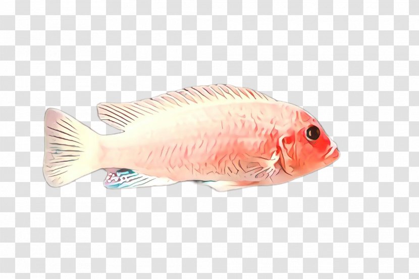 Fish Pink Tilapia Feeder - Products Bonyfish Transparent PNG