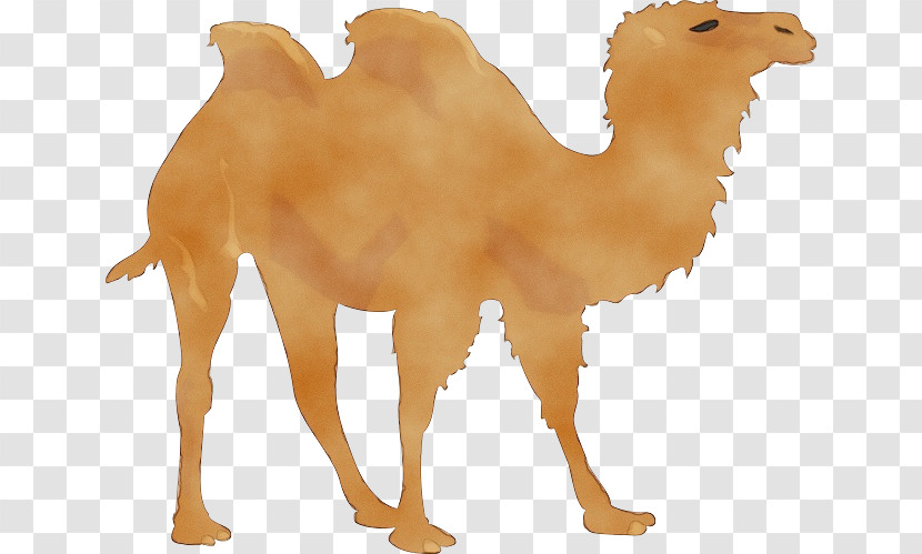 Dromedary Even-toed Ungulates Desert Camel Animal Figurine Transparent PNG