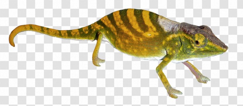 Chameleons Gecko Transparency And Translucency - Animal Figure Transparent PNG