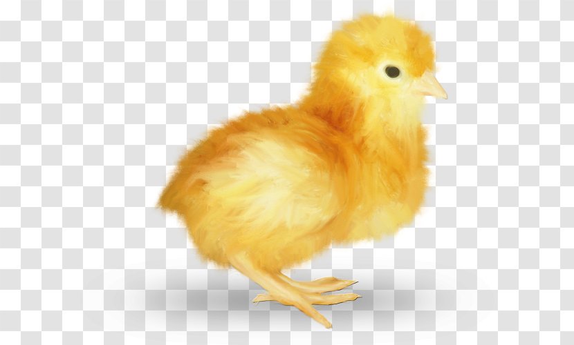 Chicken Easter Kifaranga Galliformes Poultry - Chic Transparent PNG