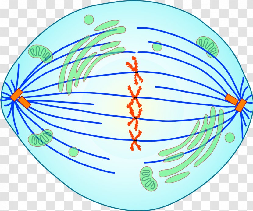 Mitosis Prometaphase Spindle Apparatus Cell Division - Kinetochore - Stage Transparent PNG