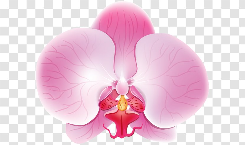 Moth Orchids Petal Haiku: An Anthology Of Japanese Poems Clip Art - Flowering Plant Transparent PNG