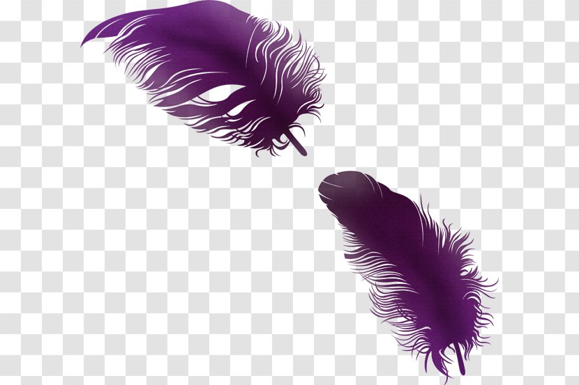 Feather PhotoScape Clip Art - Color Transparent PNG