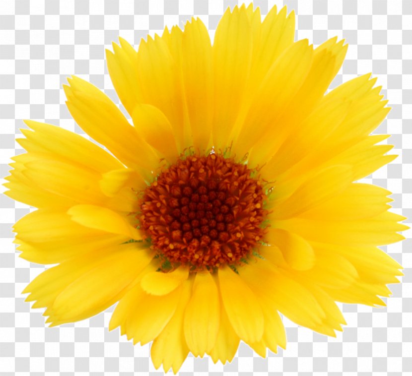 Clip Art Image Transparency Photograph - Sunflower - Chrysanths Transparent PNG