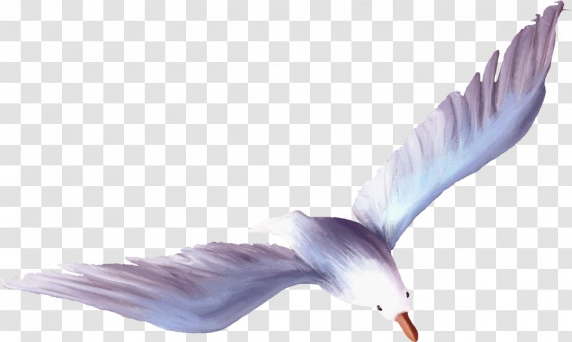 Wing Feather Purple Beak - Seagull Transparent PNG