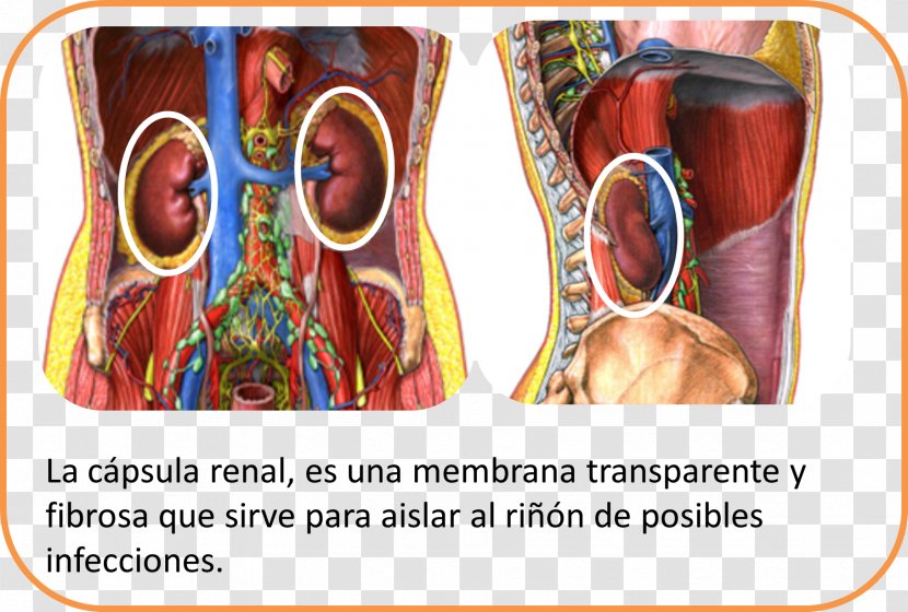 Kidney Blood Vessel Extracellular Fluid Ableitende Harnwege - Cartoon - Wordings Transparent PNG