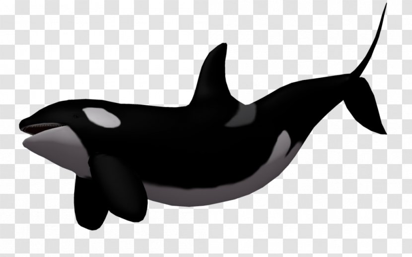 Bowhead Whale Day 3: Tin - Whales Dolphins And Porpoises - Killer Image Transparent PNG