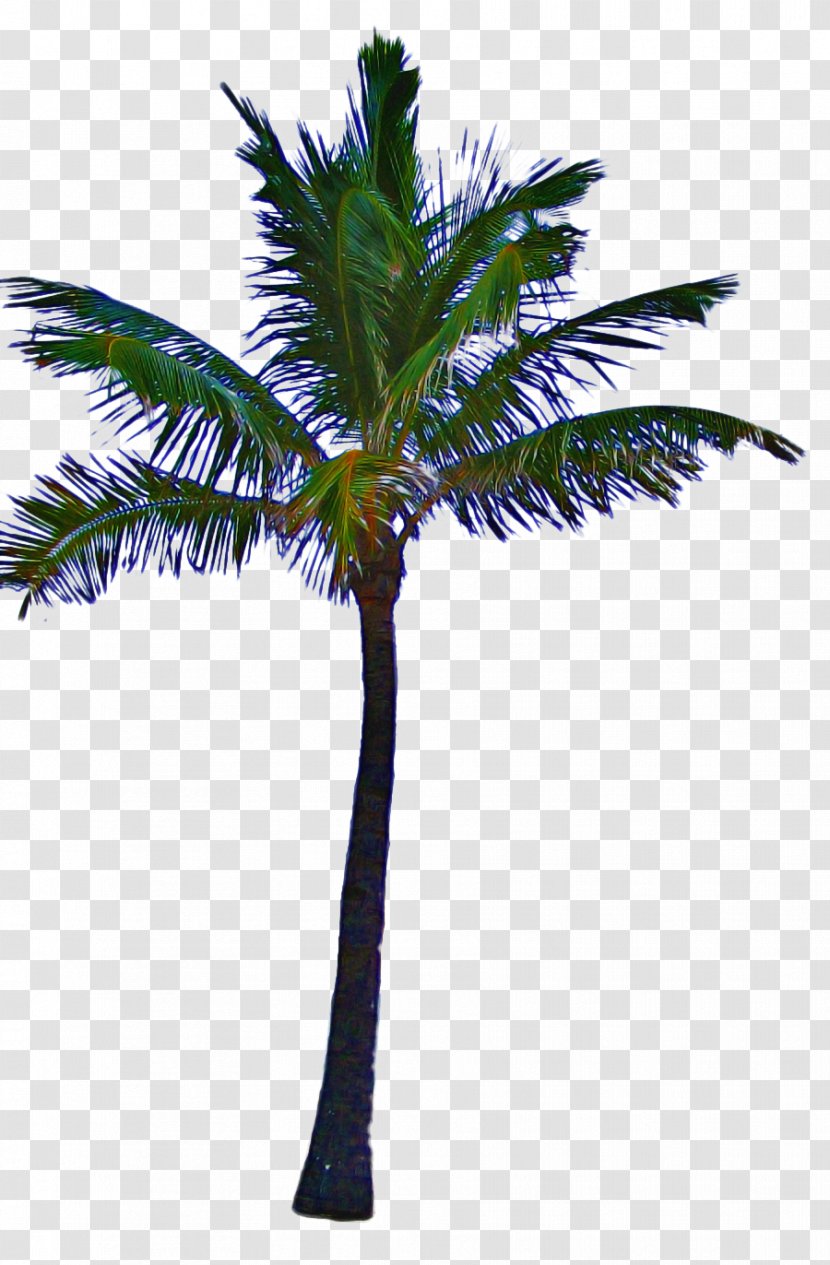 Palm Tree - Elaeis - Roystonea Leaf Transparent PNG