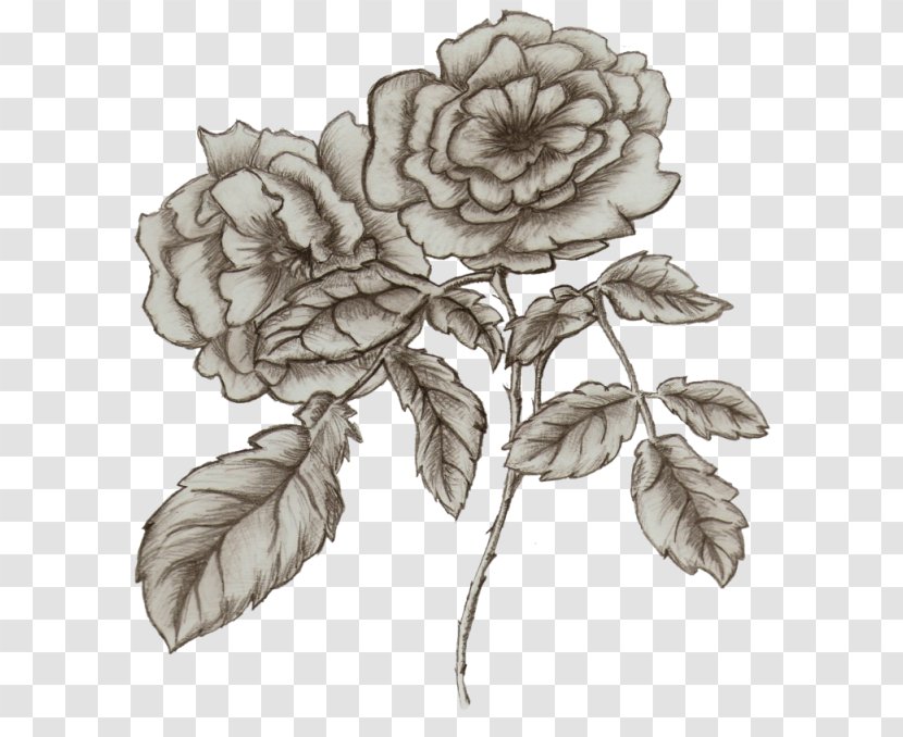 Drawing Flower /m/02csf Garden Roses Betty Boop - Rose Order - Bedsheet Transparent PNG