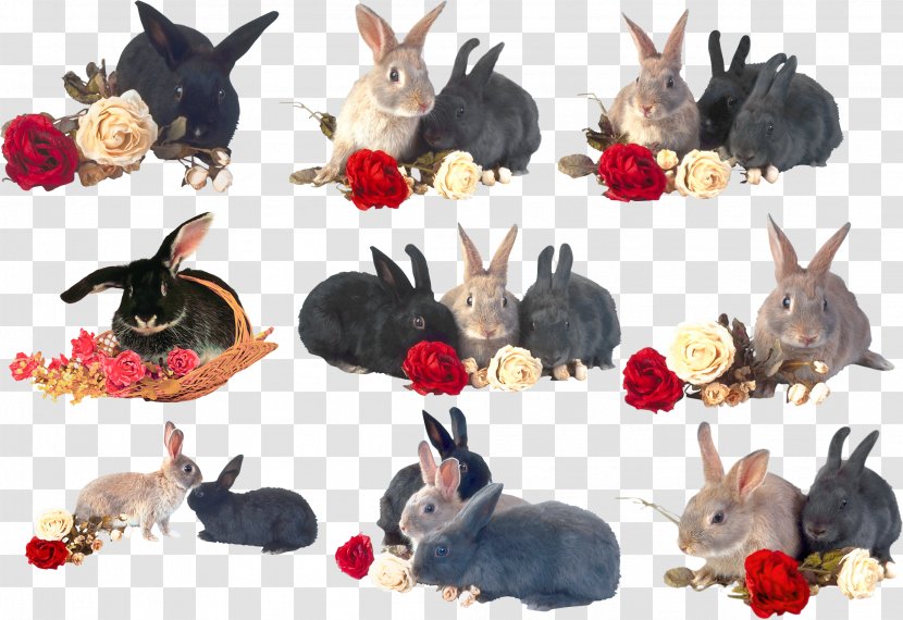 Hare Domestic Rabbit Clip Art - Animal Transparent PNG