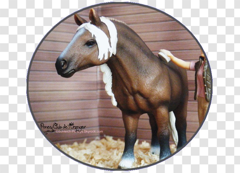 Fell Pony Foal Mustang Lipizzan - Horse Transparent PNG