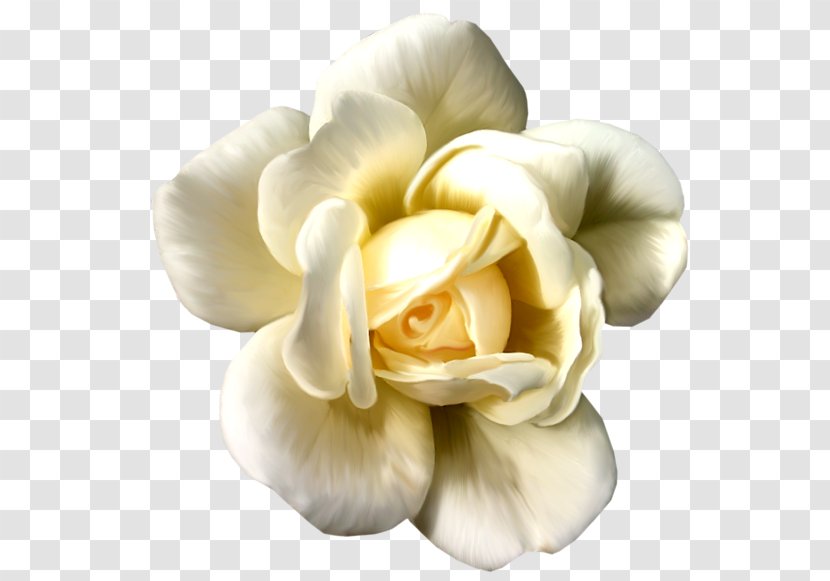 Quran Rose Flower Semolina Pudding - Cut Flowers - White Transparent PNG