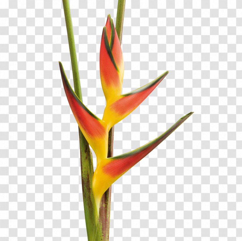 Lobster-claws Flower Product Export Beefsteak - Opal - Heliconia Transparent PNG