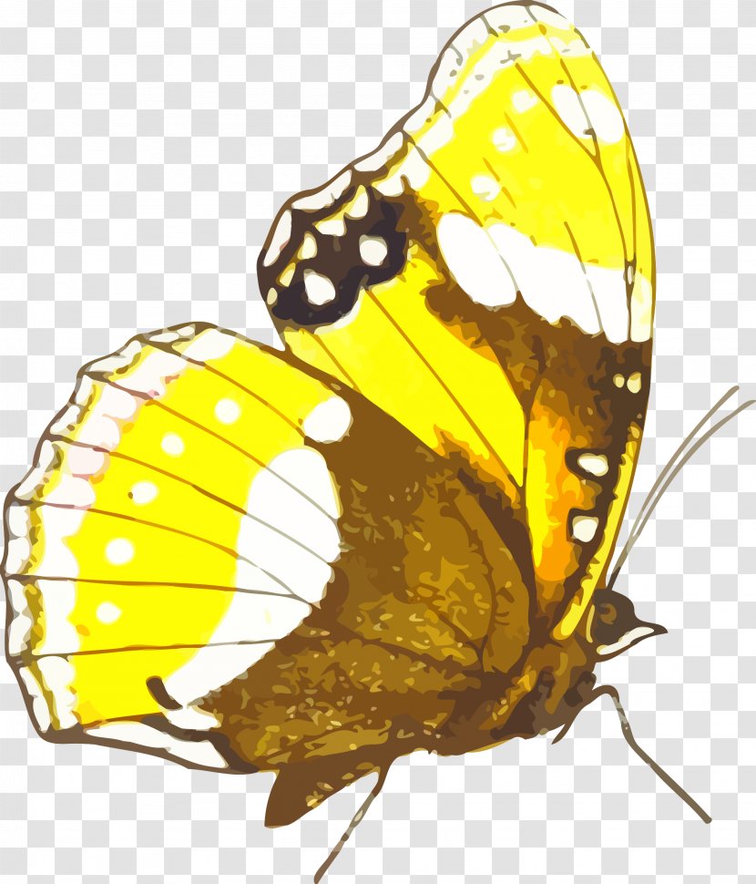 Monarch Butterfly Pieridae Clip Art - Net Transparent PNG