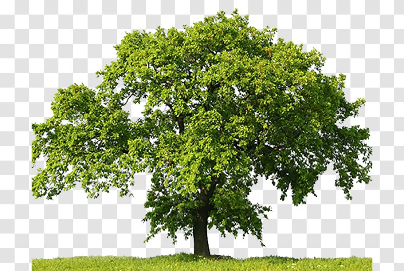 Oak Tree Stock Photography Stock.xchng - Oaklawn Transparent PNG