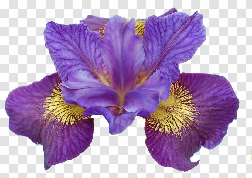 Iris Sibirica Ser. Sibiricae Flower Rainbow Plant - Violet Transparent PNG