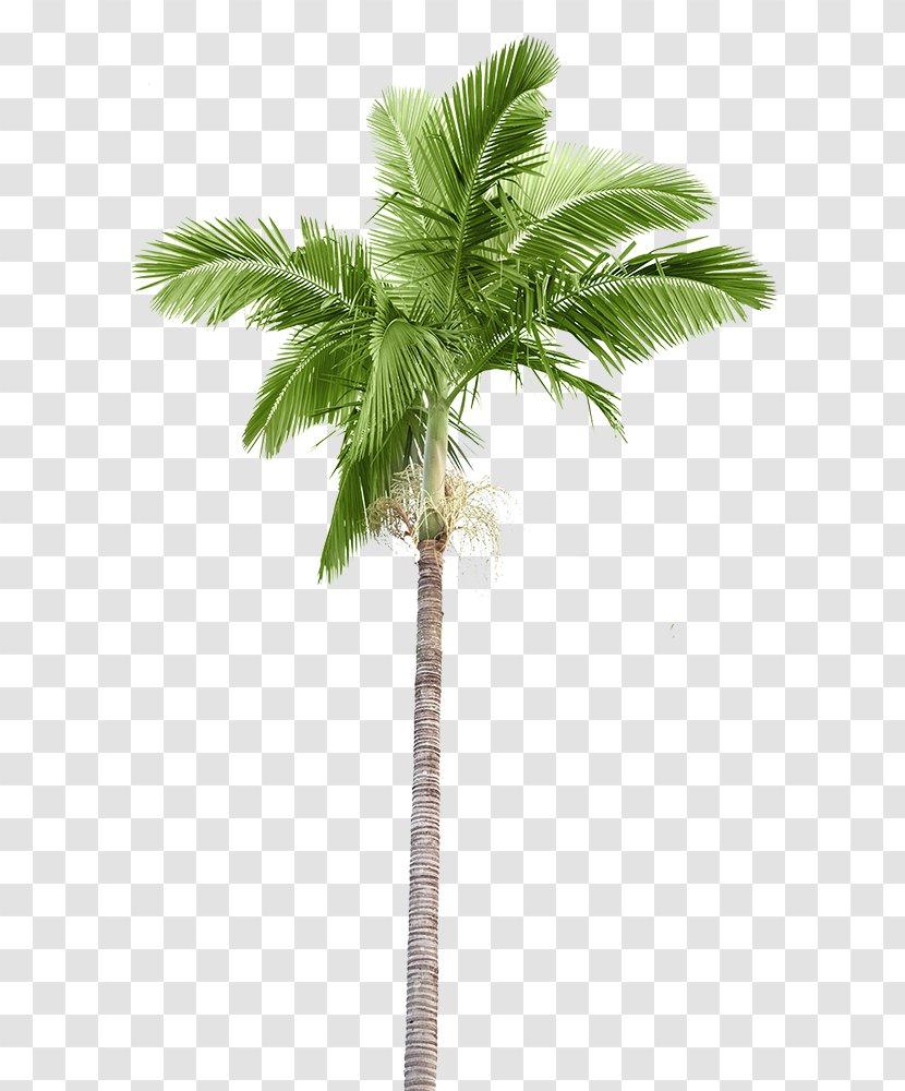 Arecaceae Stock Photography Palm Branch Coconut - Sago Transparent PNG