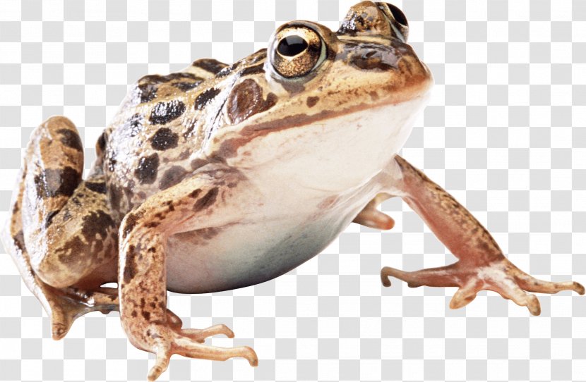 Frog - Organism - Image Transparent PNG