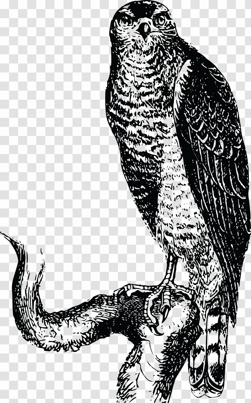 Hawk Owl Eagle Clip Art Transparent PNG