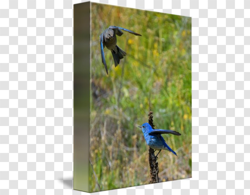 Mountain Bluebird Work Of Art Fine - Imagekind Transparent PNG