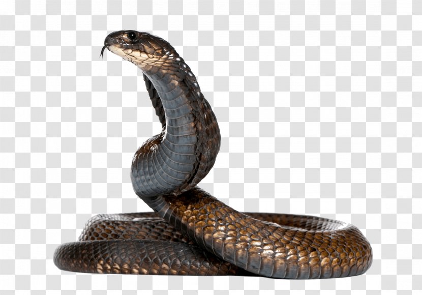 Egyptian Cobra Snake King Monocled - Fauna - Image Transparent PNG