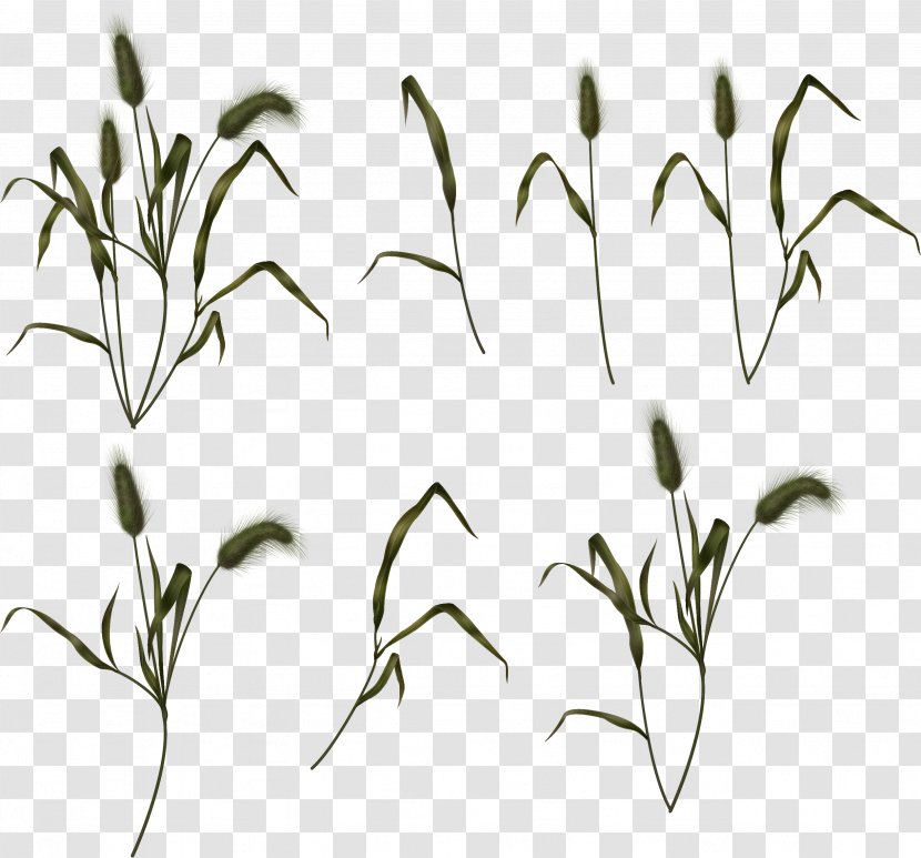 Clip Art - Flower - Fresh Grass Transparent PNG