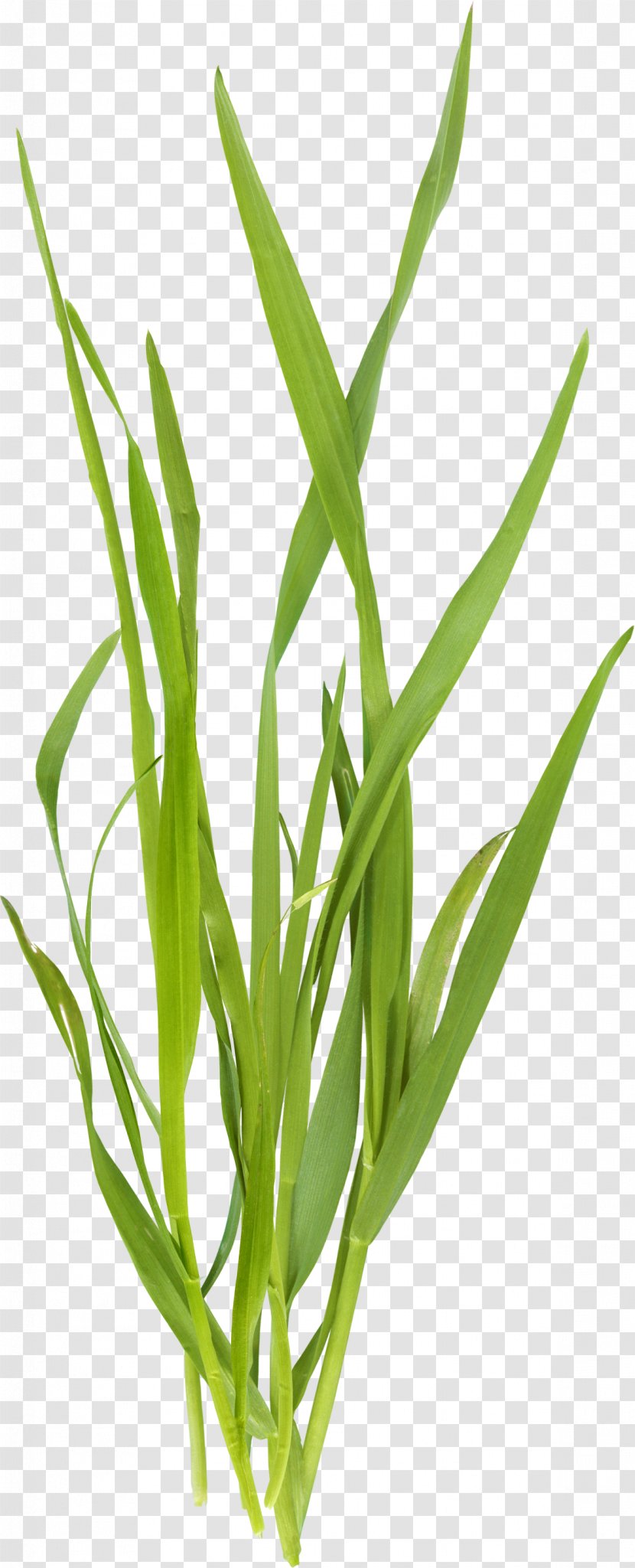 Microchloa Green - Grass Family - Beautiful Transparent PNG