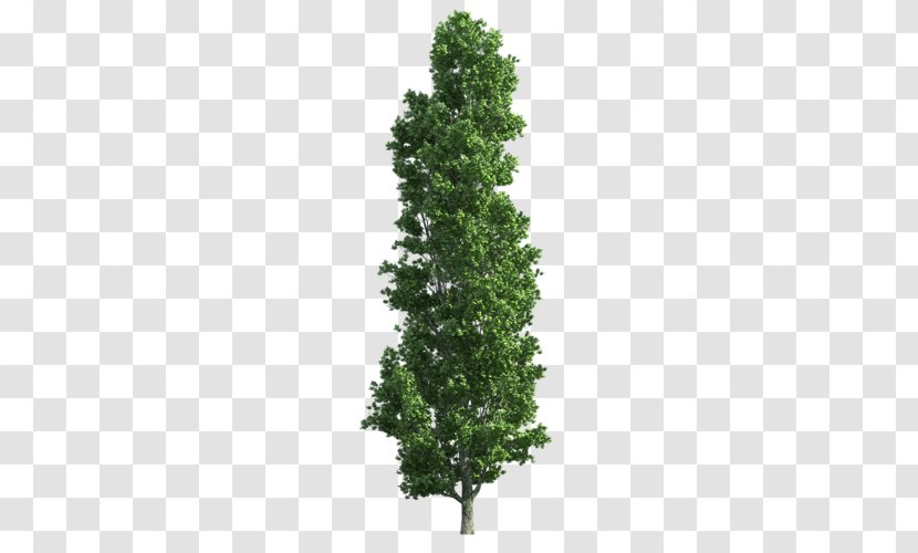 Spruce Eastern White Pine Scots Tree Trunk Transparent PNG
