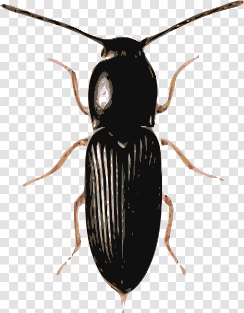 Beetle Ladybird Clip Art - Insects Transparent PNG