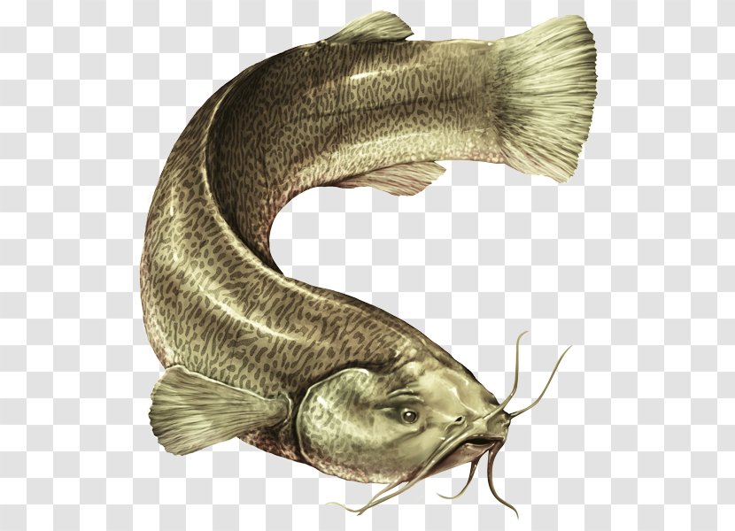 Catfish Eremophilus Mutisii Savanna - Conservation - Fish Transparent PNG