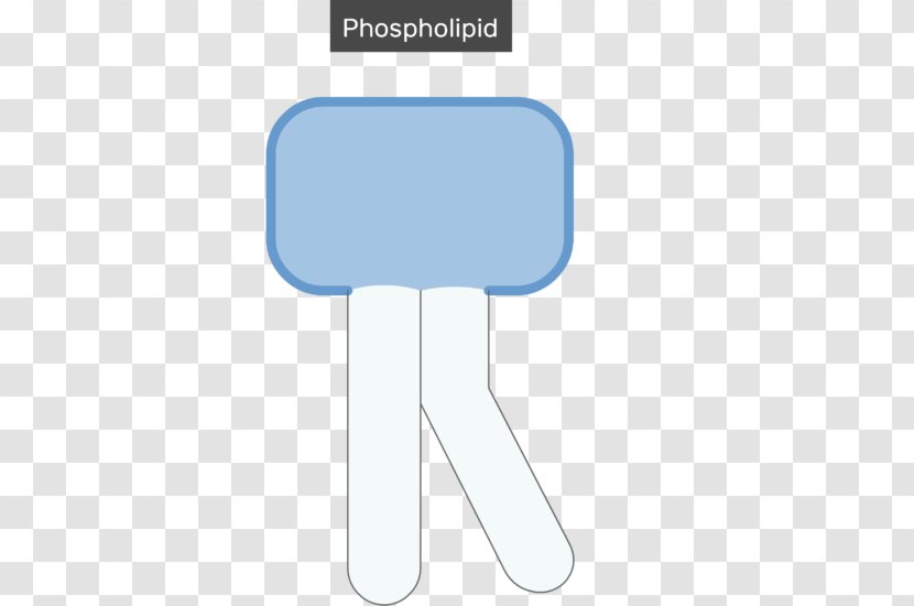 Lipid Bilayer Cell Membrane Biological Phospholipid - Hydrophobe - Text Transparent PNG