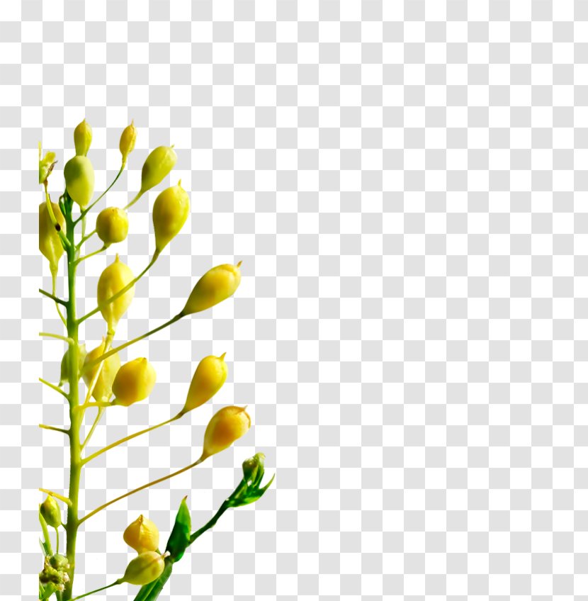 Cut Flowers Floral Design Bud Twig Plant Stem - Flower - Paeonia Lactiflora Transparent PNG