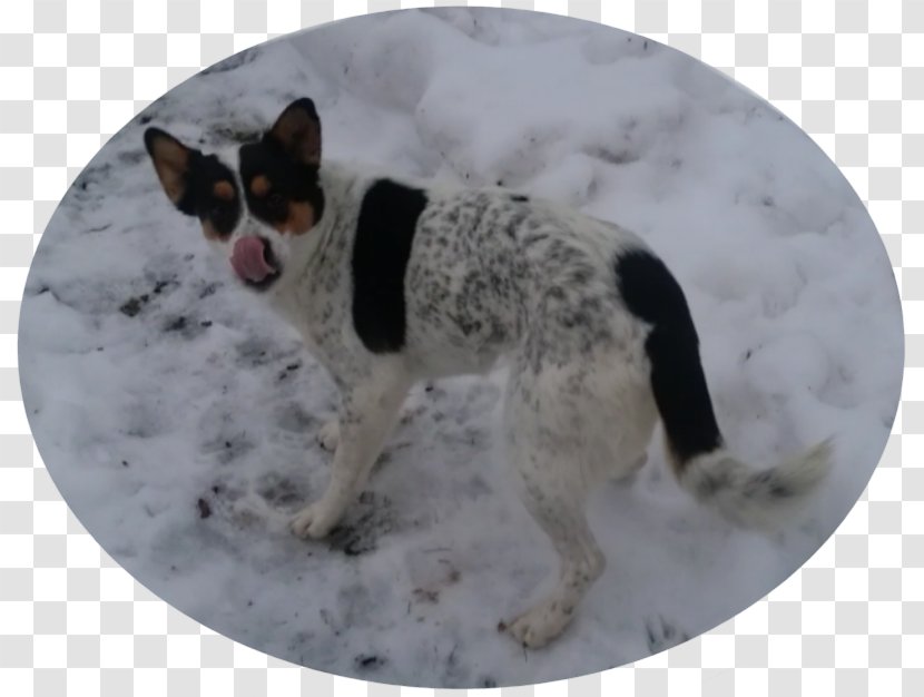 Dog Breed Sporting Group Crossbreed Transparent PNG