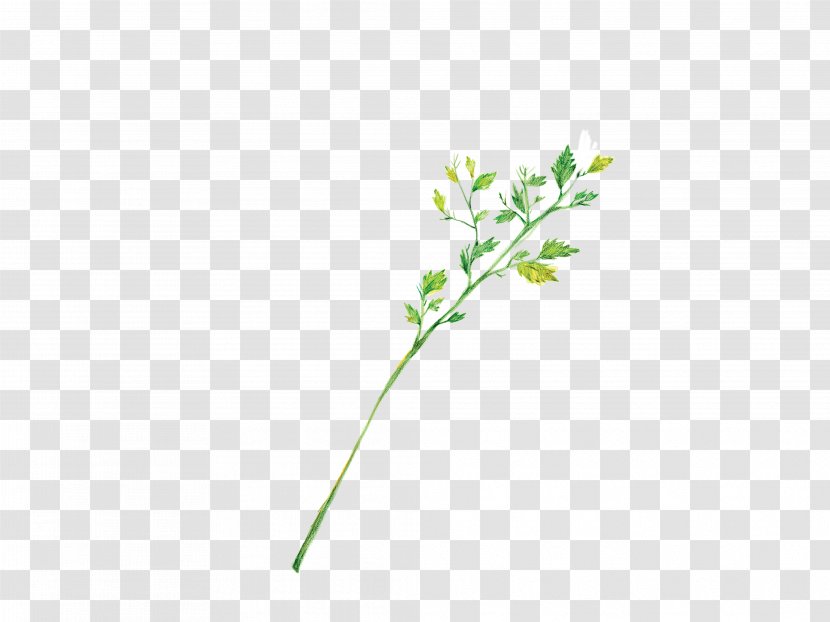 Microchloa Indica Graphic Designer - Green Grass Transparent PNG