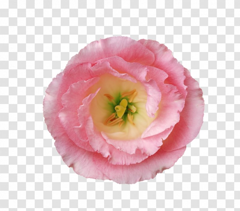 Poppy Hibiscus Pink Flowers - Peony - Flower Transparent PNG