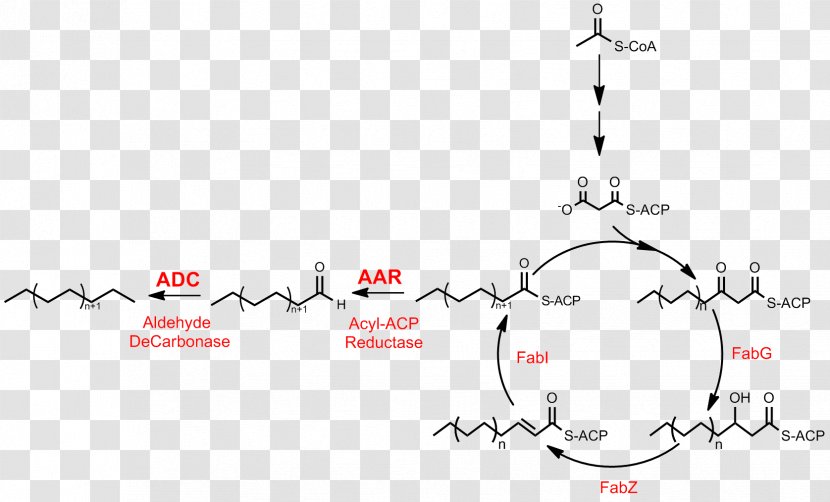 Alkane Energy UK Ltd Fatty Acid Synthesis Biosynthesis - Paper - Pathway Transparent PNG