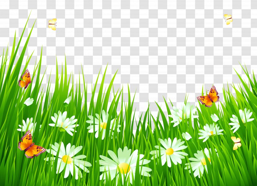 Flower Clip Art - Plant - Grass With White Flowers Clipart Transparent PNG