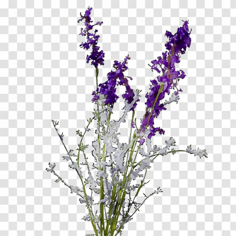 English Lavender Plant Stem Violet Cut Flowers Common Sage - Plants Transparent PNG