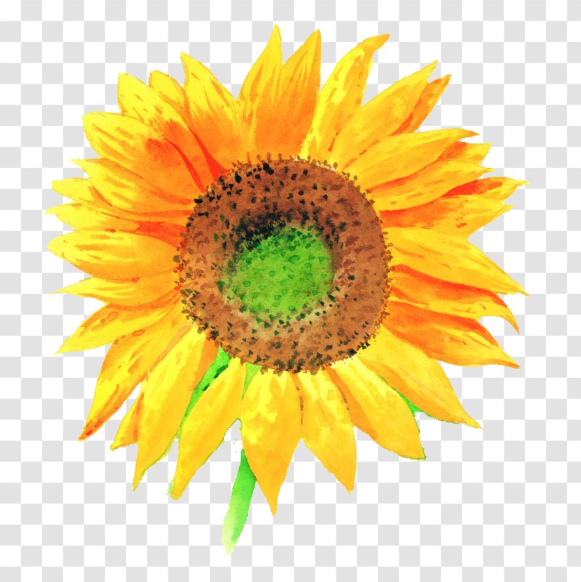 Common Sunflower Stock Illustration - Photography Transparent PNG