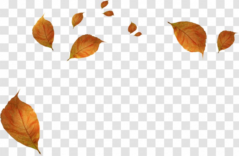 Leaf Autumn Clip Art Transparent PNG