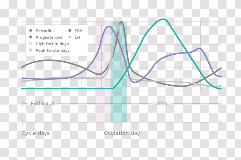 Fertility Ovulation YouTube Woman Health Transparent PNG