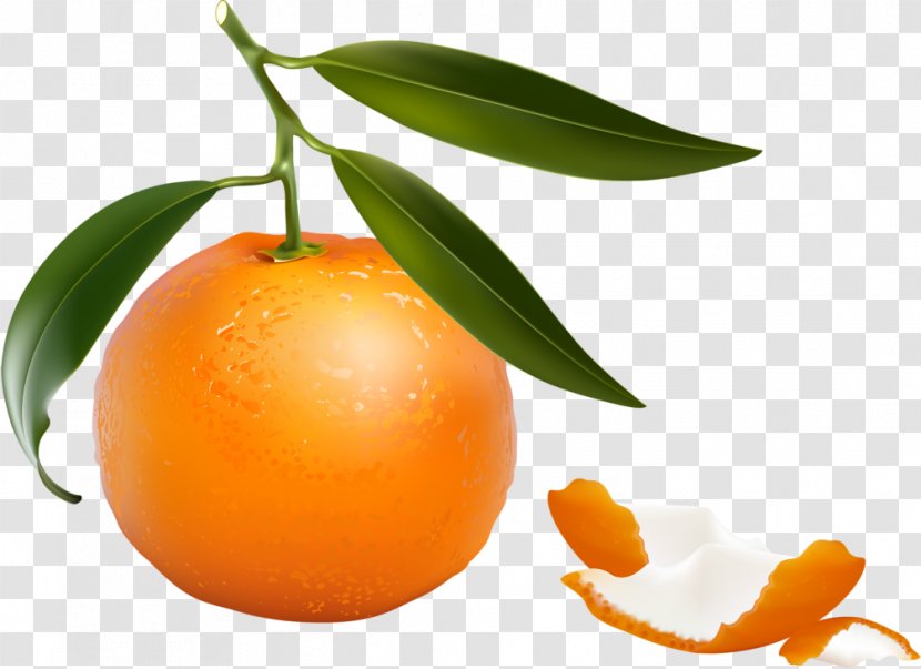 Clementine Tangerine Mandarin Orange Grapefruit Tangelo - Superfood Transparent PNG