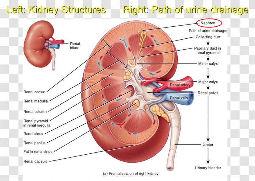 Kidney Excretory System Anatomy Ureter Renal Medulla - Silhouette - Cortical Transparent PNG