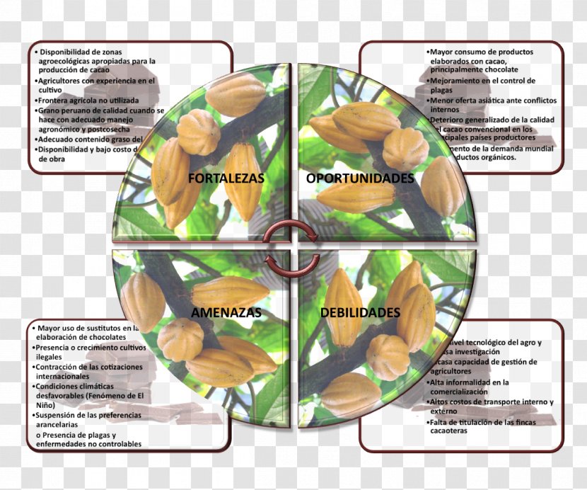 Insect Cacao Tree Pollinator Theobroma - Membrane Winged Transparent PNG