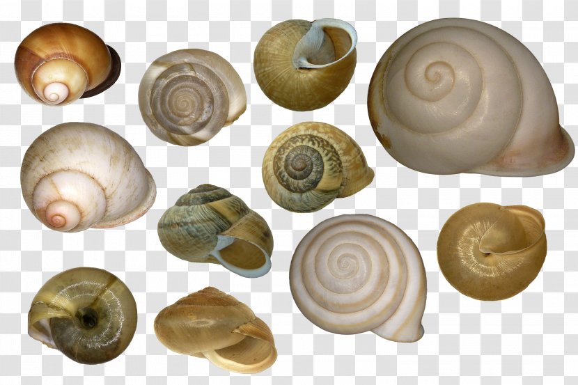 Cockle Seashell Veneroida Sea Snail - Compositae Transparent PNG