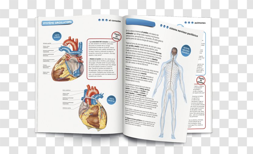 Human Body Game Anatomy Homo Sapiens - Frame - Educação Transparent PNG